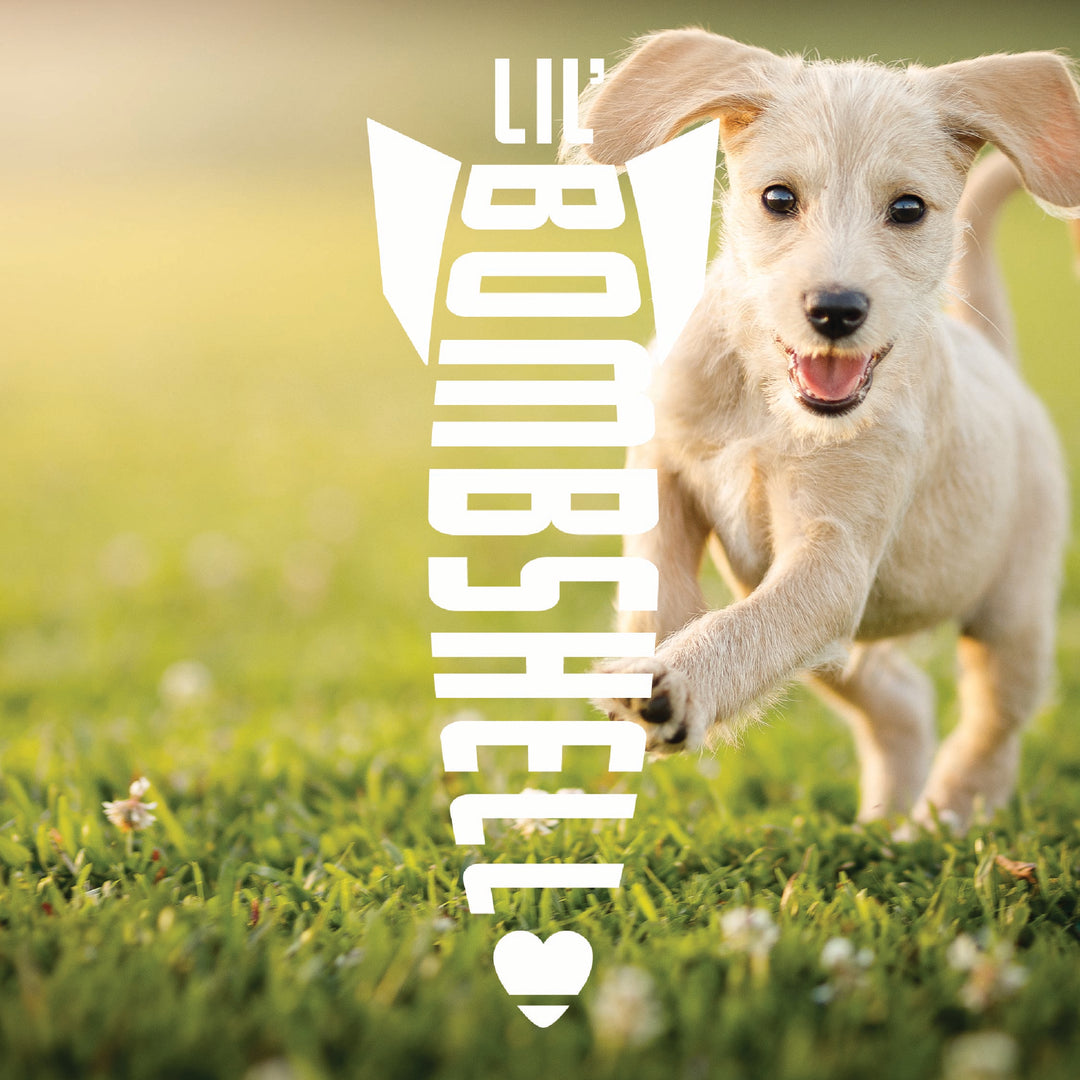 A picture of a small white dog playing in the grass with the Lil Bombshell logo overlay in white