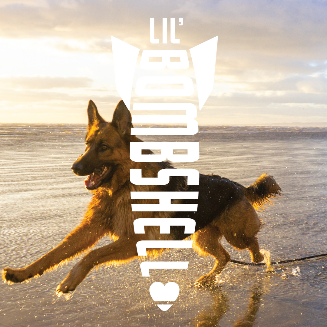 Picture of a german shepherd dog running on the beach surf in the sun with the Lil Bombshell Logo overlay in white