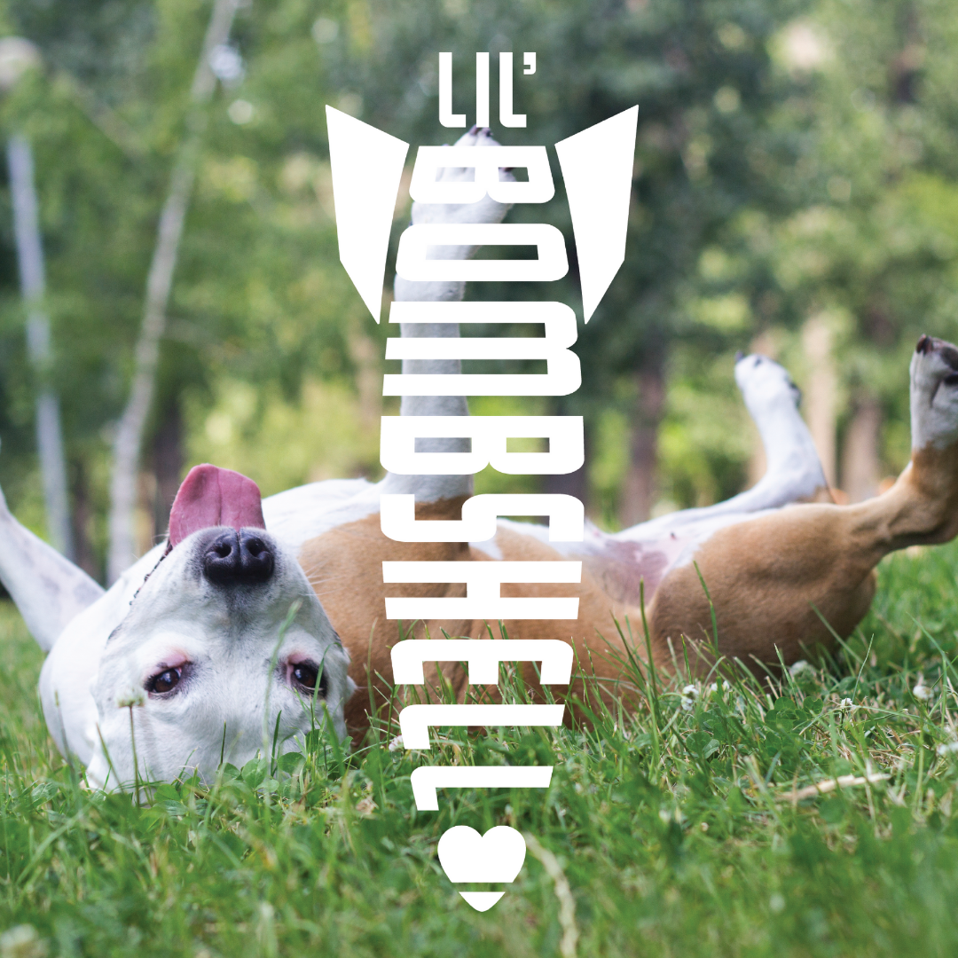 Picture of a tan and white pitbull laying in the grass on their back with their tongue hanging out and the Lil Bombshell logo overlay in white